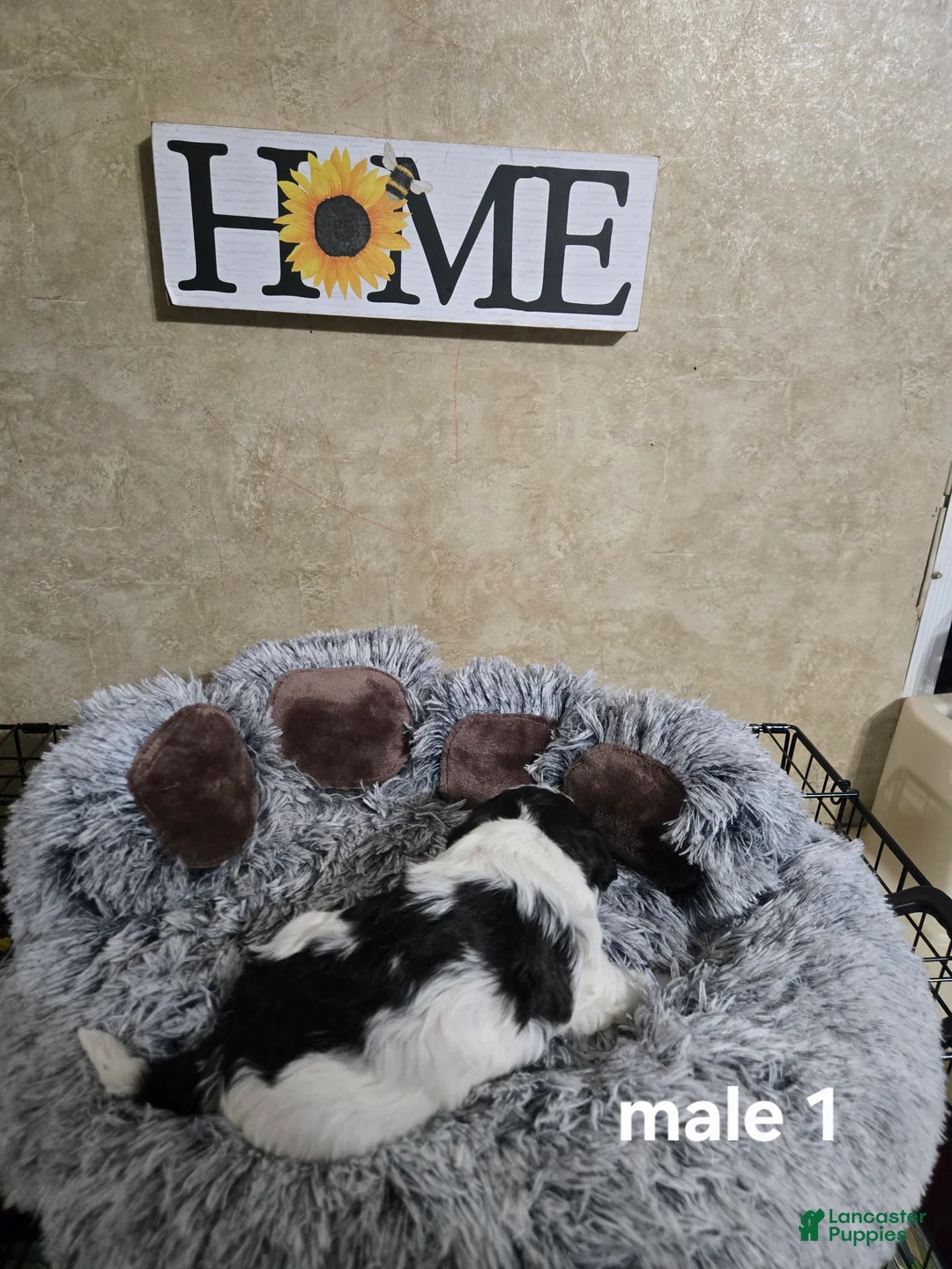 Mixed Breed dogs for sale: Male 1 - Ad 2