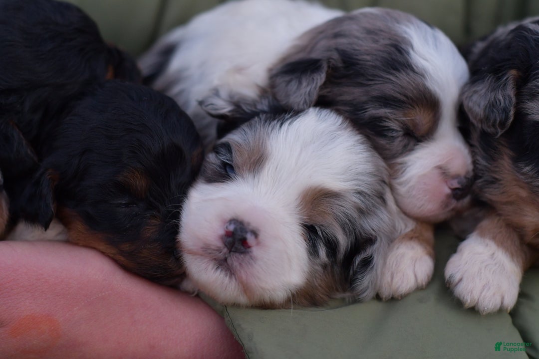 Mini Aussiedoodle dogs for sale: Cash - Ad 14