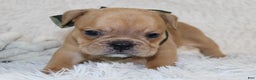 English Bulldog dogs for sale: Polo - Ad 8