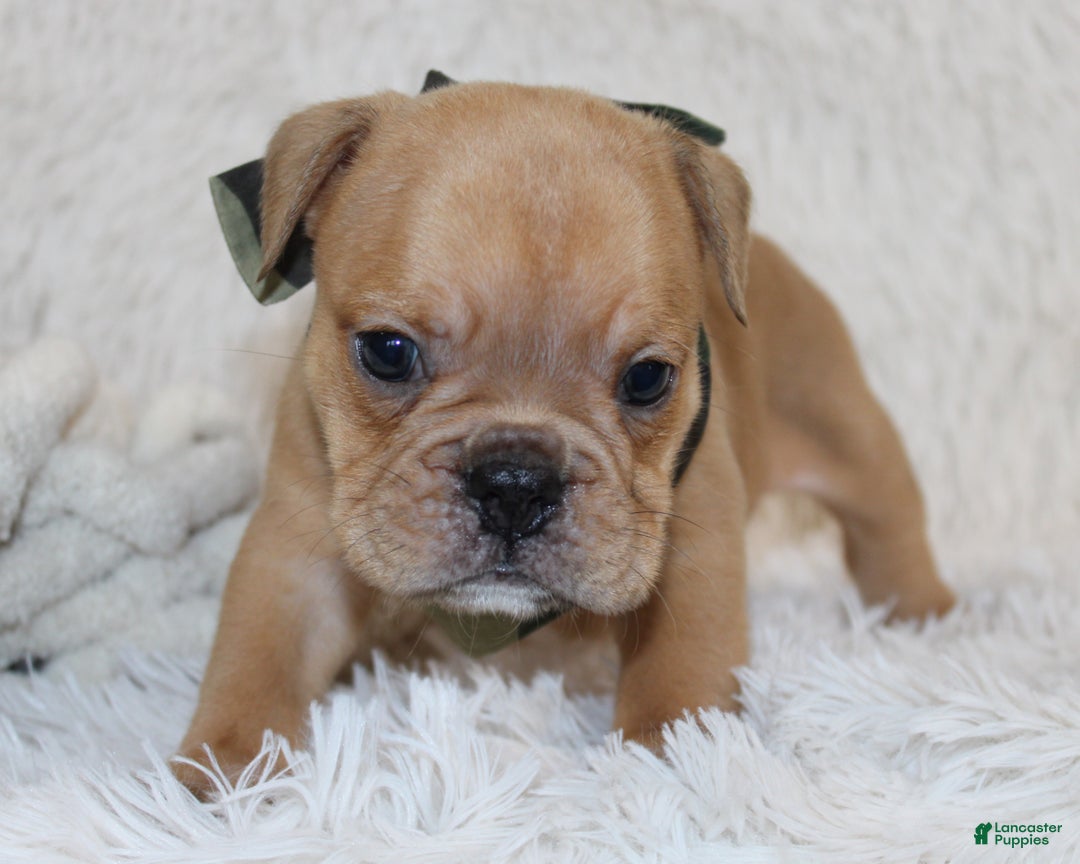 English Bulldog dogs for sale: Polo - Ad 8