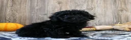 Miniature Poodle dogs for sale: Clara - Ad 3