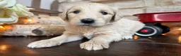 Labradoodle dogs for sale: Ginger (Girl) - Ad 3