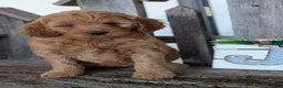 Goldendoodle dogs for sale: Ruby  - Ad 1