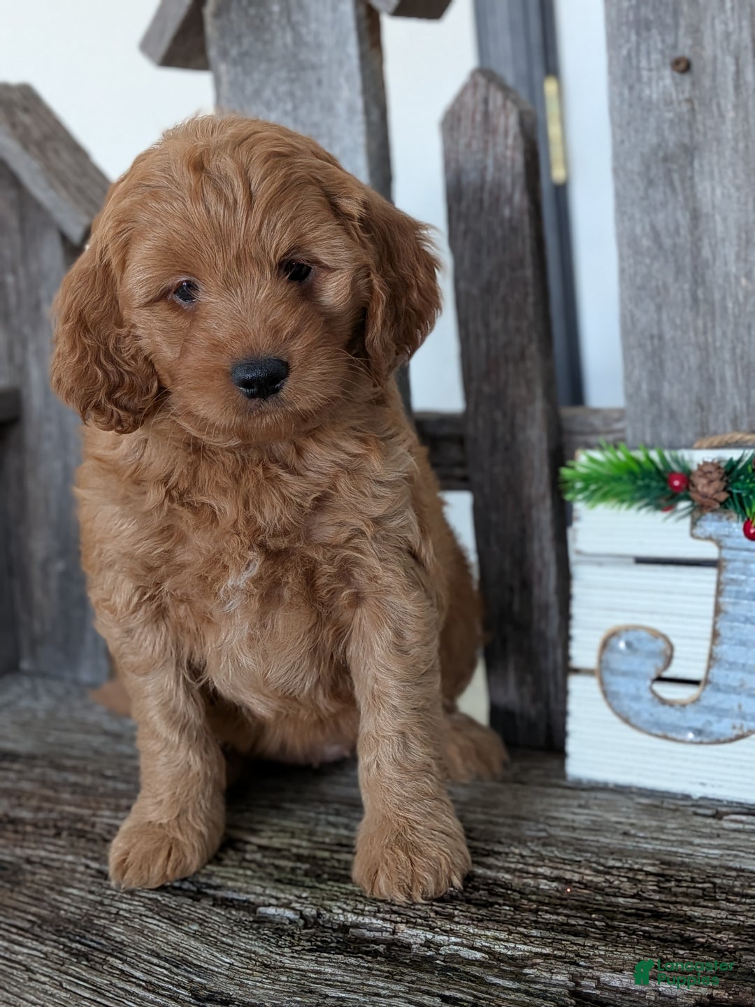 Goldendoodle dogs for sale: Ruby  - Ad 1