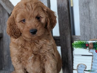 Goldendoodle dogs Ruby - Ad 5