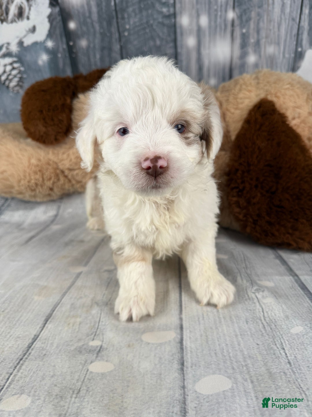 Aussiedoodle dogs for sale: Hayden - Ad 1