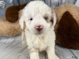 Aussiedoodle dogs Hayden - Ad 4