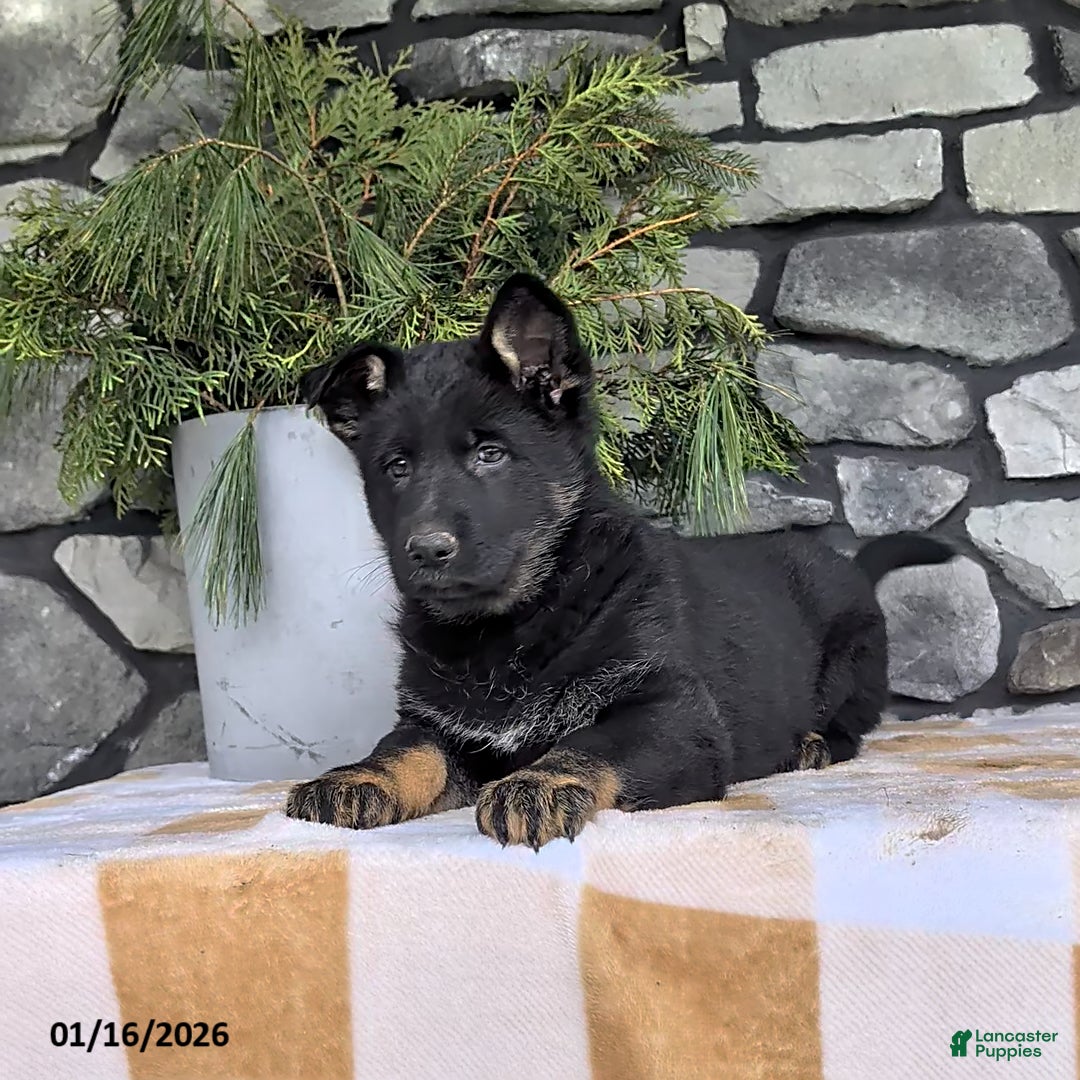 German Shepherd dogs for sale: Beth - Ad 1