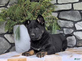 German Shepherd dogs Beth - Ad 41