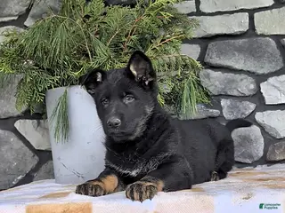 German Shepherd dogs Beth - Ad 34