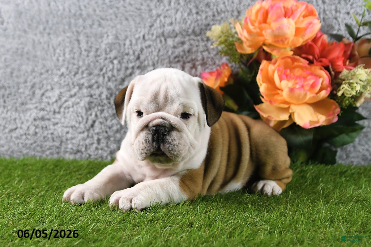 English Bulldog dogs Macey - Ad 2
