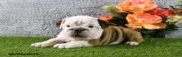 English Bulldog dogs for sale: Macey - Ad 2