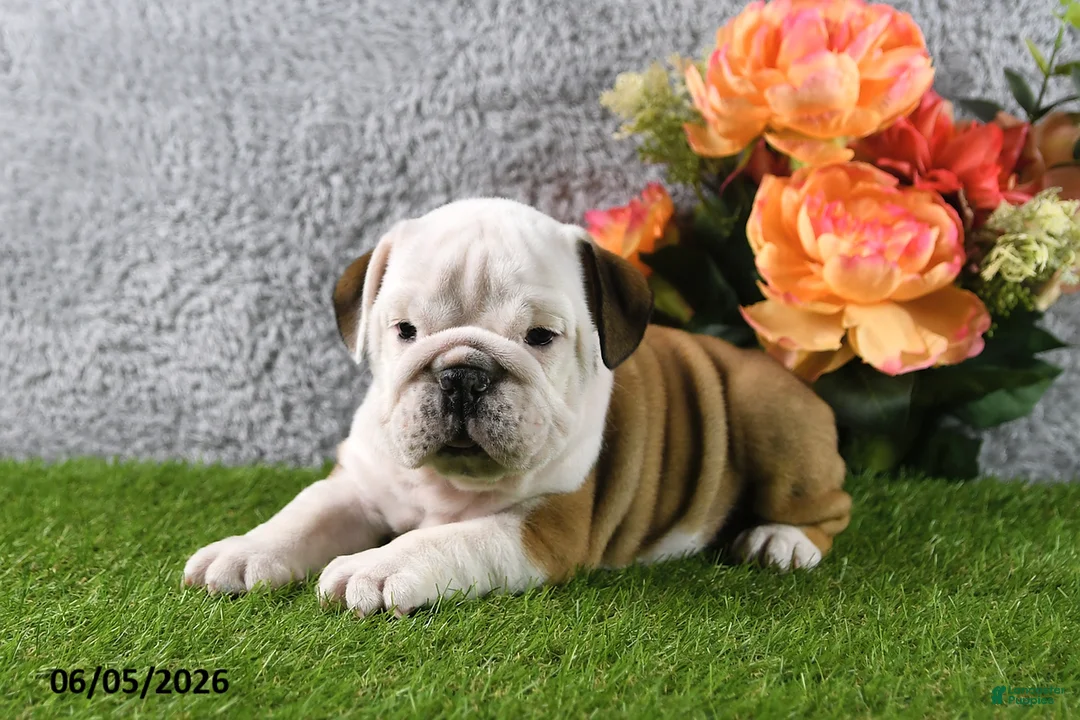 English Bulldog dogs for sale: Macey - Ad 2