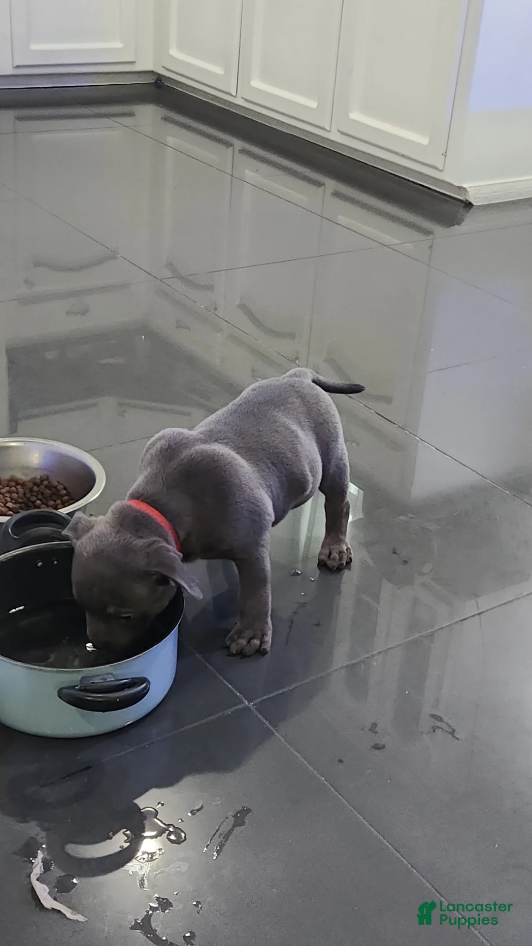 American Bully dogs for sale: Blue w/ white chest patch & champagne markings - Ad 2
