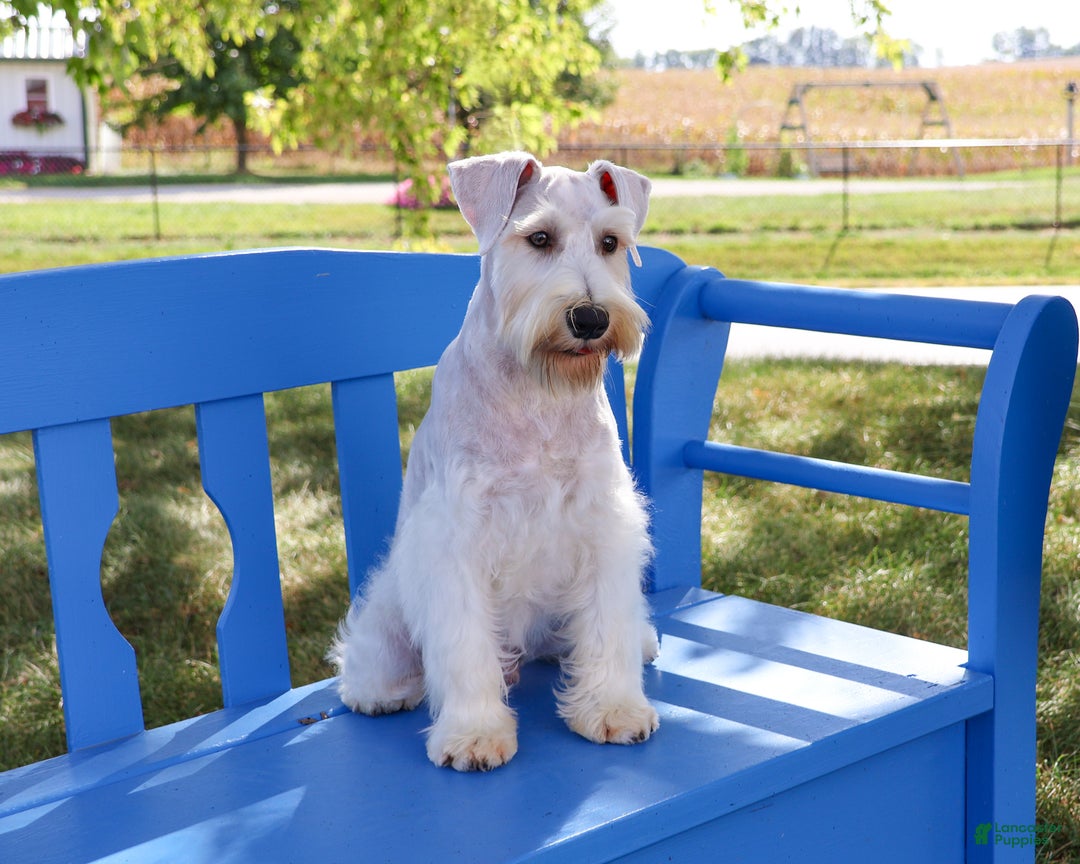 Miniature Schnauzer dogs for sale: Alex - Ad 4