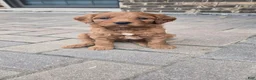Goldendoodle dogs for sale: Goldendoodle 1 - Ad 5