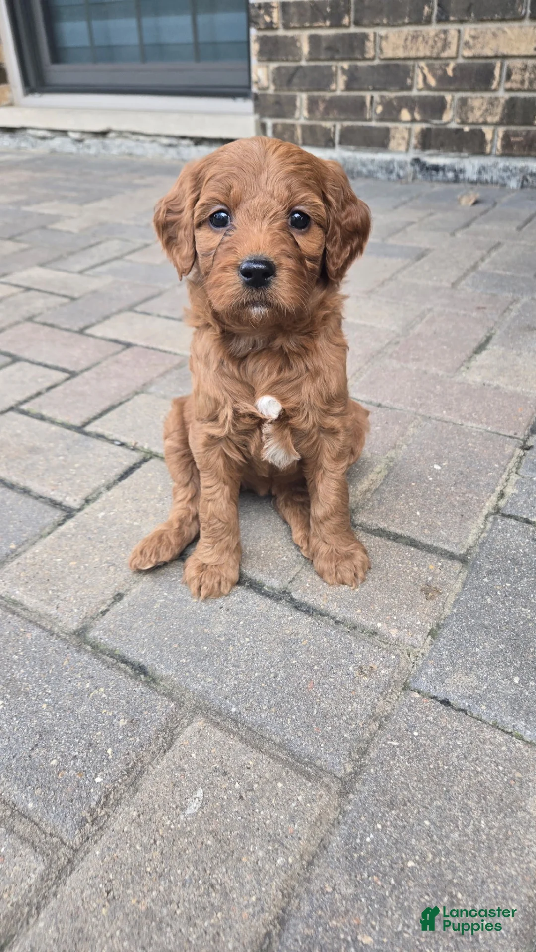 Goldendoodle dogs for sale: Goldendoodle 1 - Ad 5