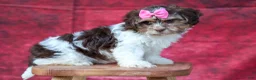 Teddy Bear dogs for sale:  Olive 🎀 - Ad 17