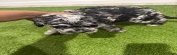 Cockapoo dogs for sale: Oreo - Ad 3