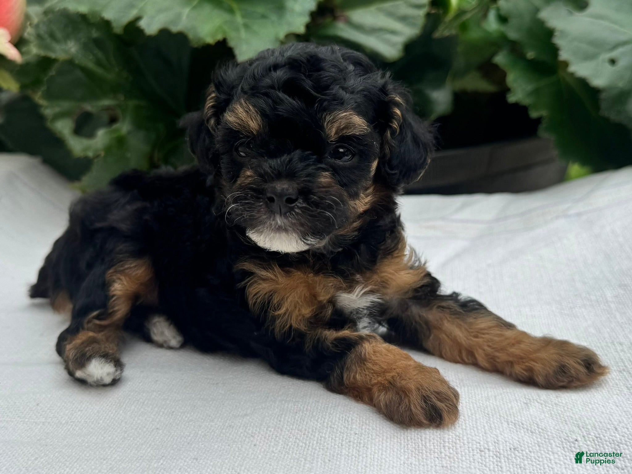 Miniature Poodle dogs Felicity - Ad 2
