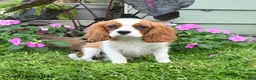 Cavalier King Charles Spaniel dogs for sale: Brentley - Ad 2
