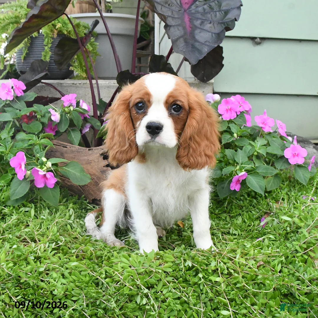 Cavalier King Charles Spaniel dogs for sale: Brentley - Ad 2