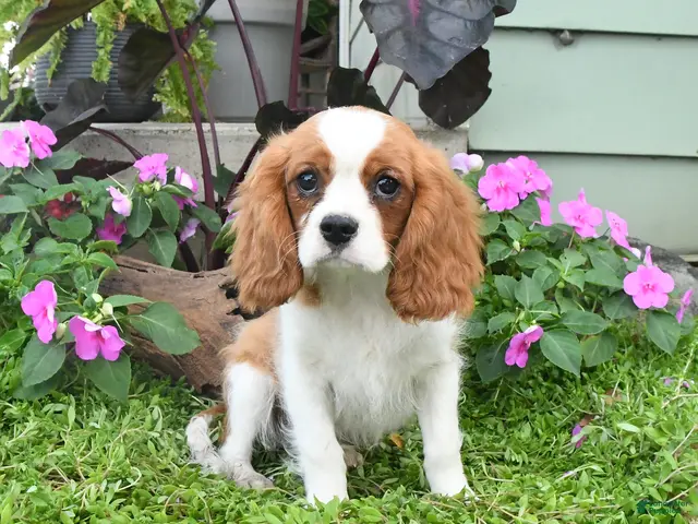 Cavalier King Charles Spaniel dogs for sale: Brentley - Ad 2