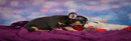 French Bulldog dogs for sale: Darla - Ad 4