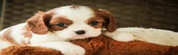 Cavalier King Charles Spaniel dogs for sale: Basil - Ad 7