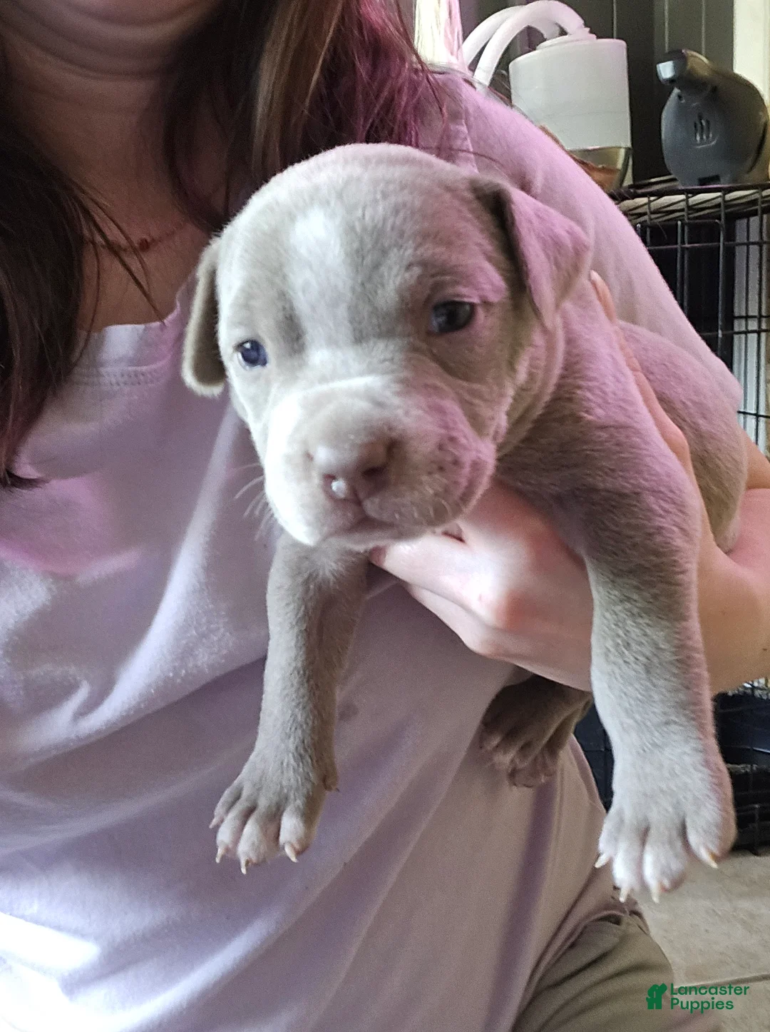 American Bully dogs for sale: American Bully Puppy 12 - Ad 2