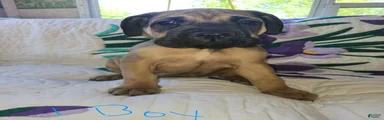 Bullmastiff Puppy 1