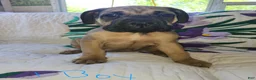 Bullmastiff dogs for sale: Bullmastiff Puppy 1 - Ad 1