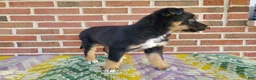 Mixed Breed dogs for sale: Milo - Ad 3