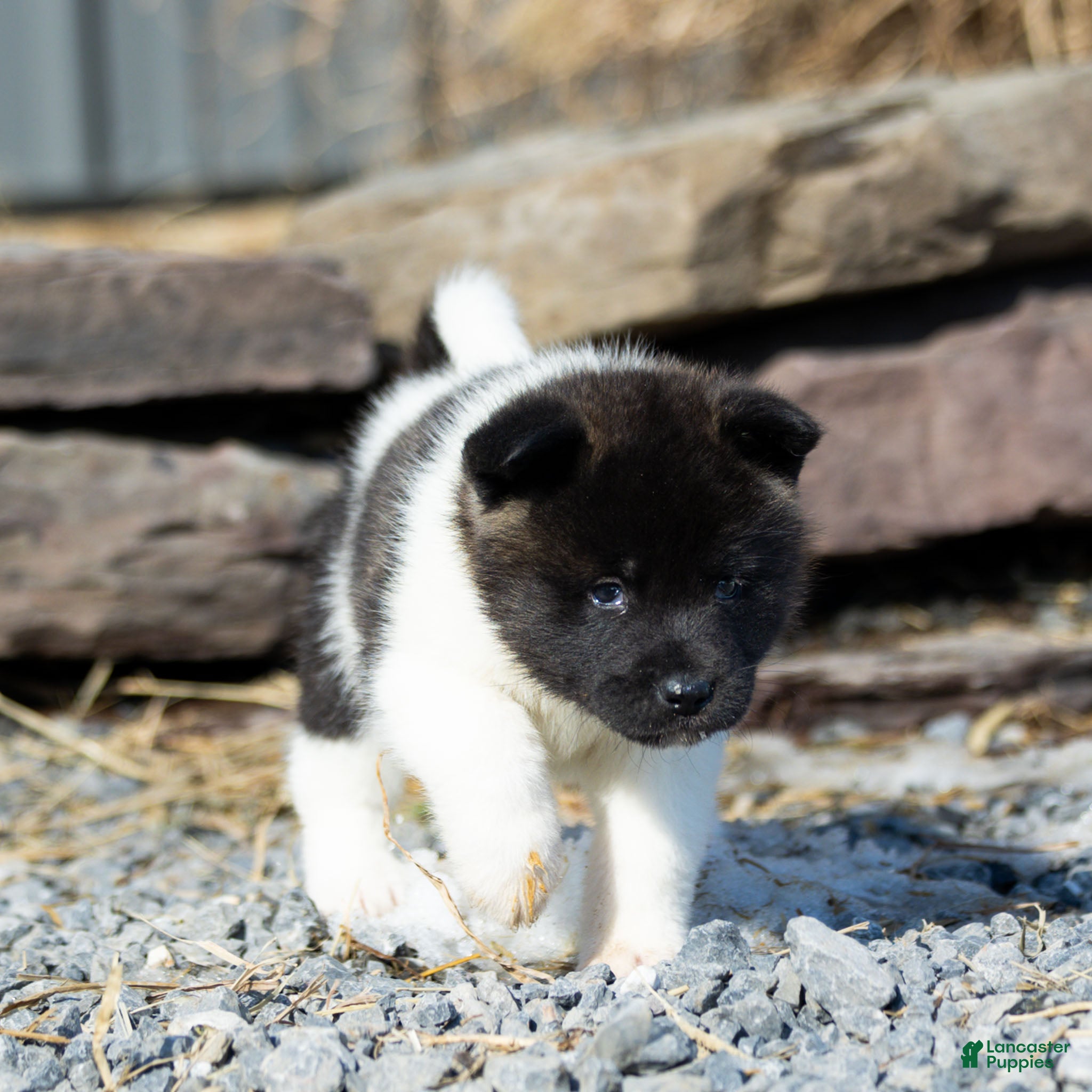 Akita dogs Florie Akita Puppy  - Ad 1