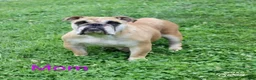 English Bulldog dogs for sale: AKC Fred  - Ad 8