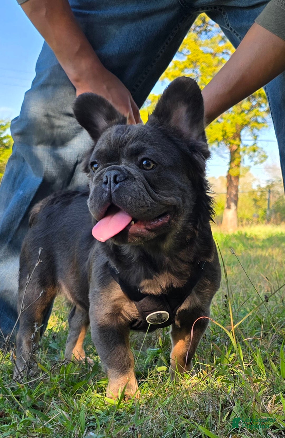 French Bulldog dogs for sale: Tyson - Ad 1