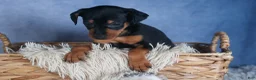 Miniature Pinscher dogs for sale: ANNIE - Ad 5