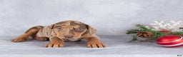 Catahoula Leopard Dog dogs for sale: Jingle - Ad 3