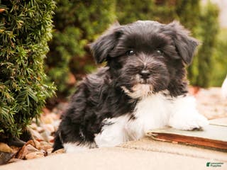 Havanese dogs Oreo - Ad 26