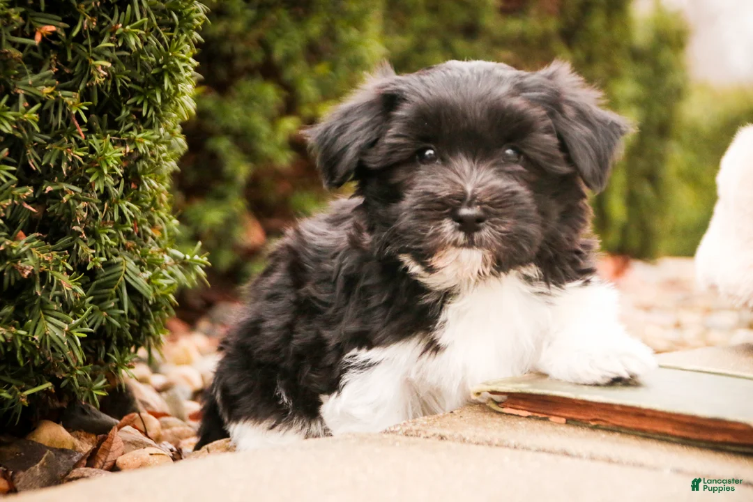 Havanese dogs for sale: Oreo - Ad 1