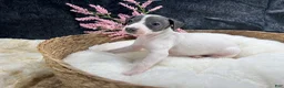 Italian Greyhound dogs for sale: Italian Greyhound 6 - Ad 3