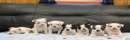 Boston Terrier dogs for sale: Azure - Ad 10