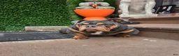 English Bulldog dogs for sale: English Bulldog 1 - Ad 7