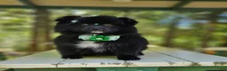 Pomeranian dogs for sale: Pomeranian Female 1 - Ad 1