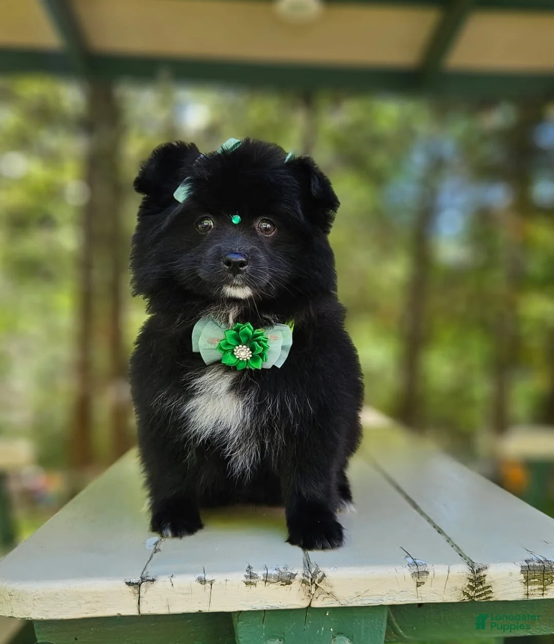 Pomeranian dogs for sale: Pomeranian Female 1 - Ad 1