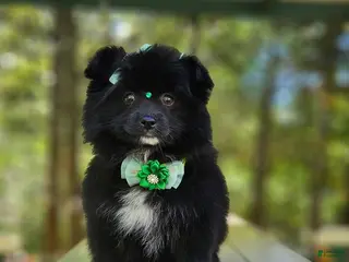 Pomeranian dogs for sale: Pomeranian Female 1 - Ad 2