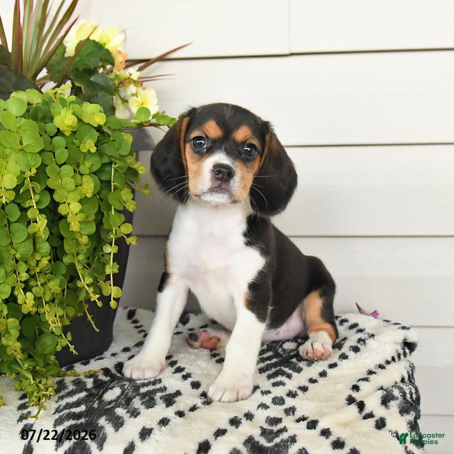 Beaglier dogs Maya - Ad 1