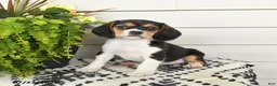 Beaglier dogs for sale: Maya - Ad 1