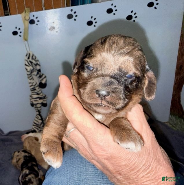 Cockapoo dogs Girl 4 - Ad 1