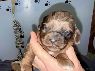 Cockapoo dogs for sale: Girl 4 - Ad 4